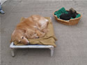Comfortable dog beds provided  in all boarding kennels