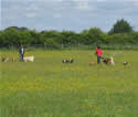 Walkies in our fully enclosed field