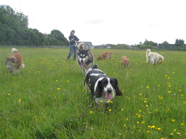 Dog Boarding Kennel Facilities The Canine Country Club Sallins 